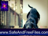 Download Cat And Dog Screensaver 1.0 Activation Number Generator Free