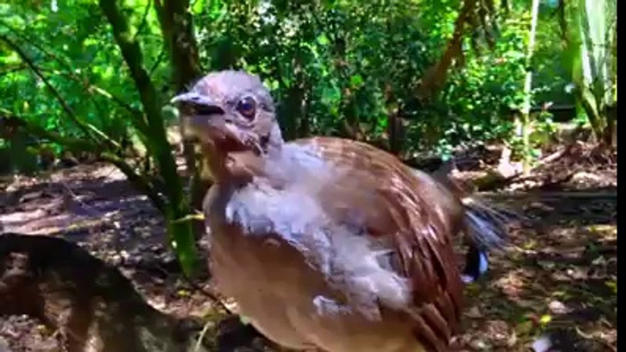 Esse passarinho engoliu um rádio  de ondas curtas