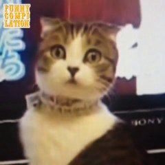 Latest 50 funny cat video compilation Vol.2