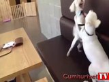 Köpek kavga ayırıp fırça atıyor