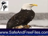 Download Eagle Screensaver 1.0 Product Code Generator Free