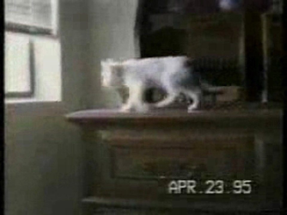 Cats2