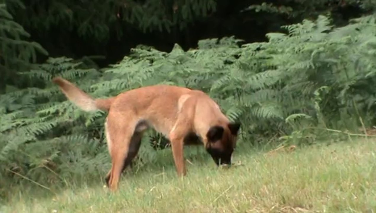 Hellboy du Domaine des Eclaireurs 19 mois joue tout seul