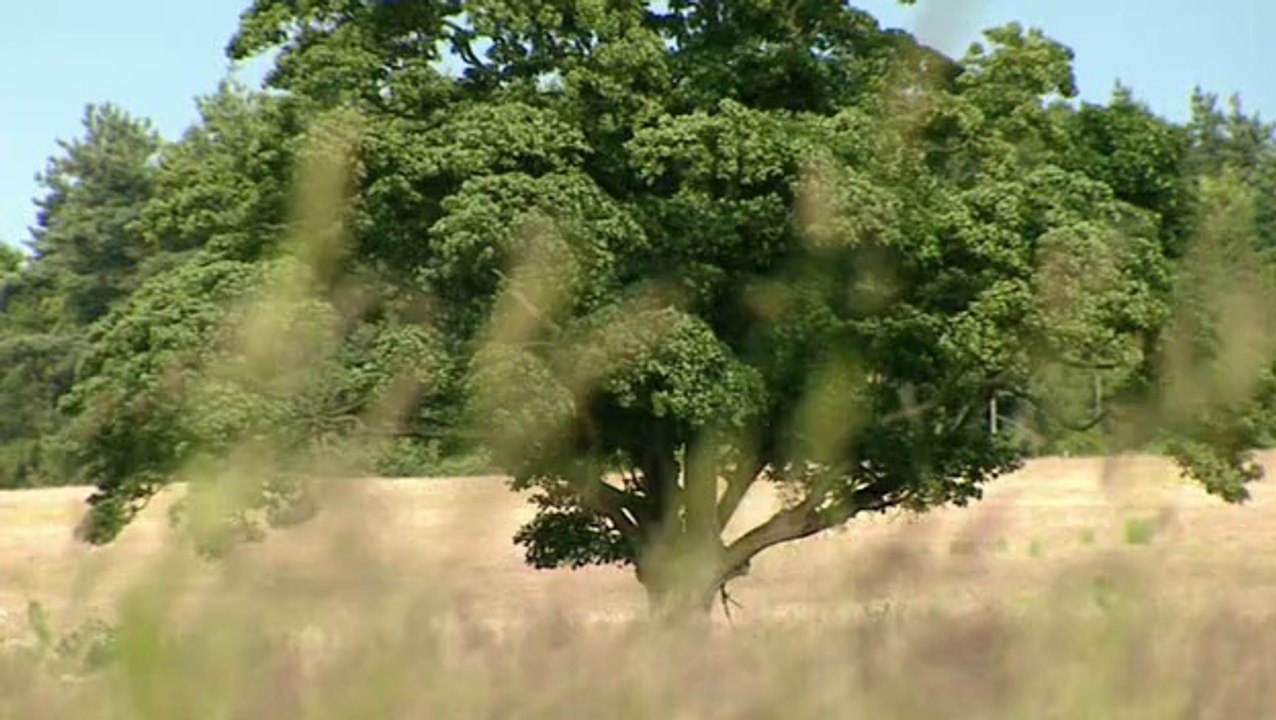 The Six Wives of Henry VIII 102 - Anne Boleyn