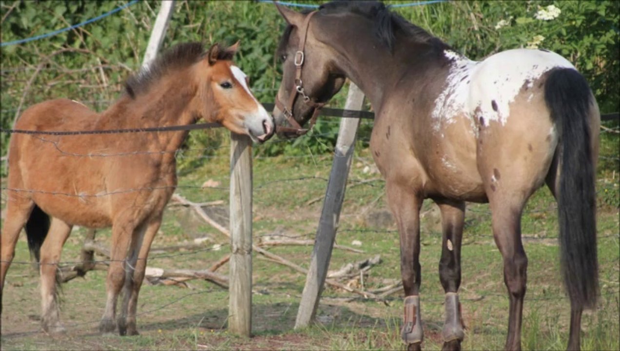 Borgia poney D à vendre