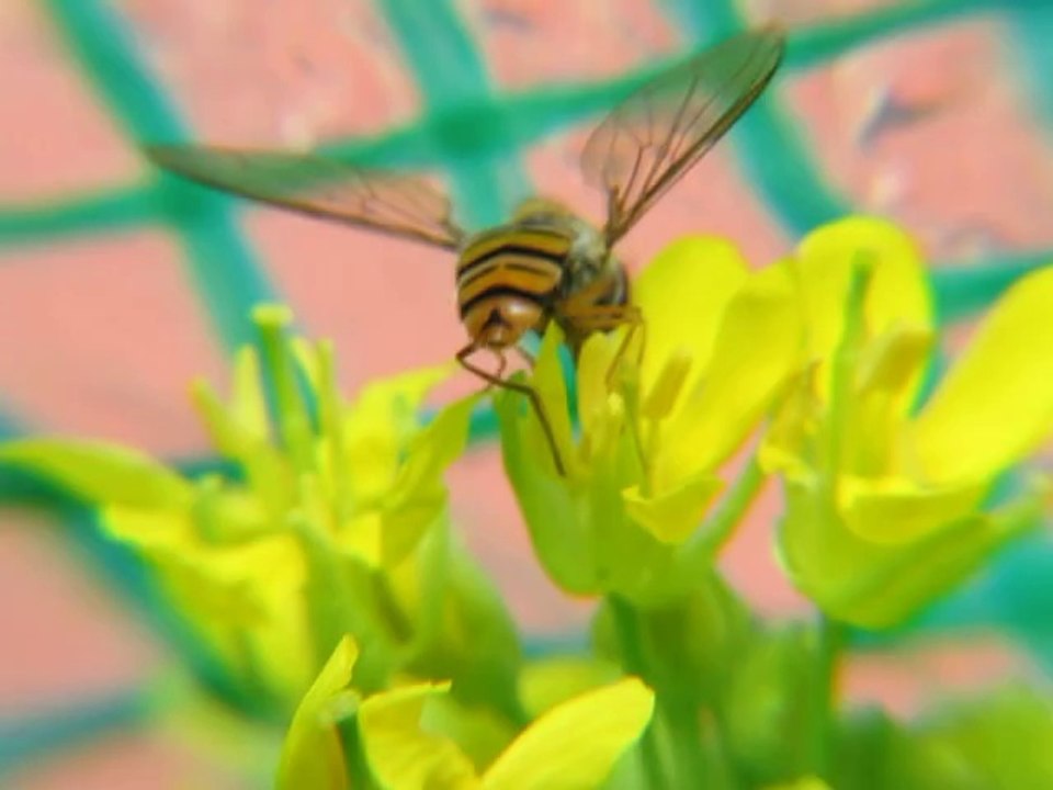 Hoverfly....
