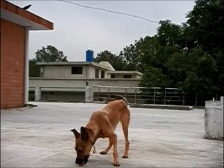 Slow motion Bozo Quick Response Skinny K9 edited