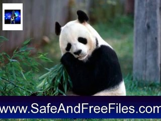 Download Giant Panda Screensaver 1 Activation Key Generator Free