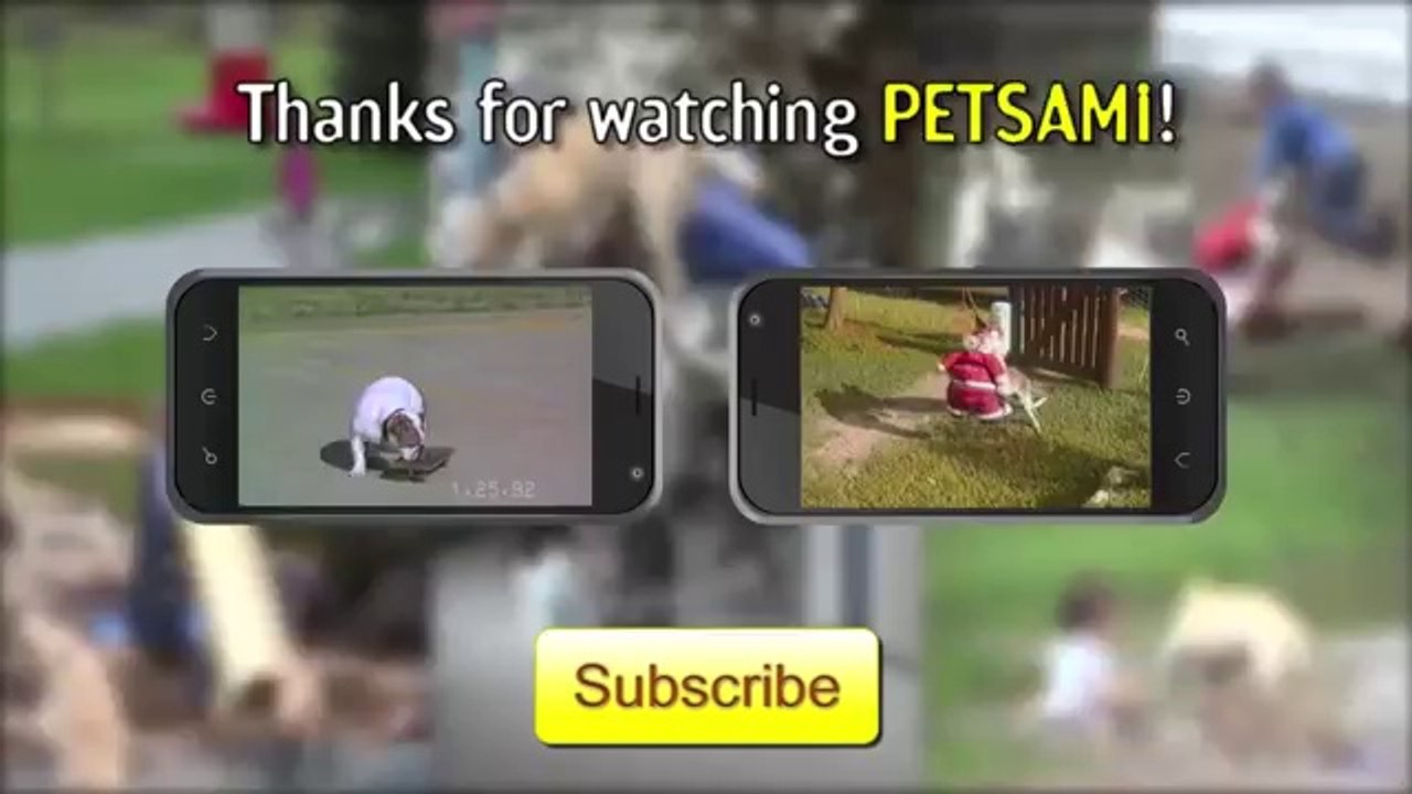 Kangaroo Vs. Santa Clause