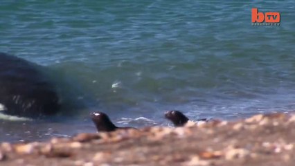 Katil Balinanın Fok Avı