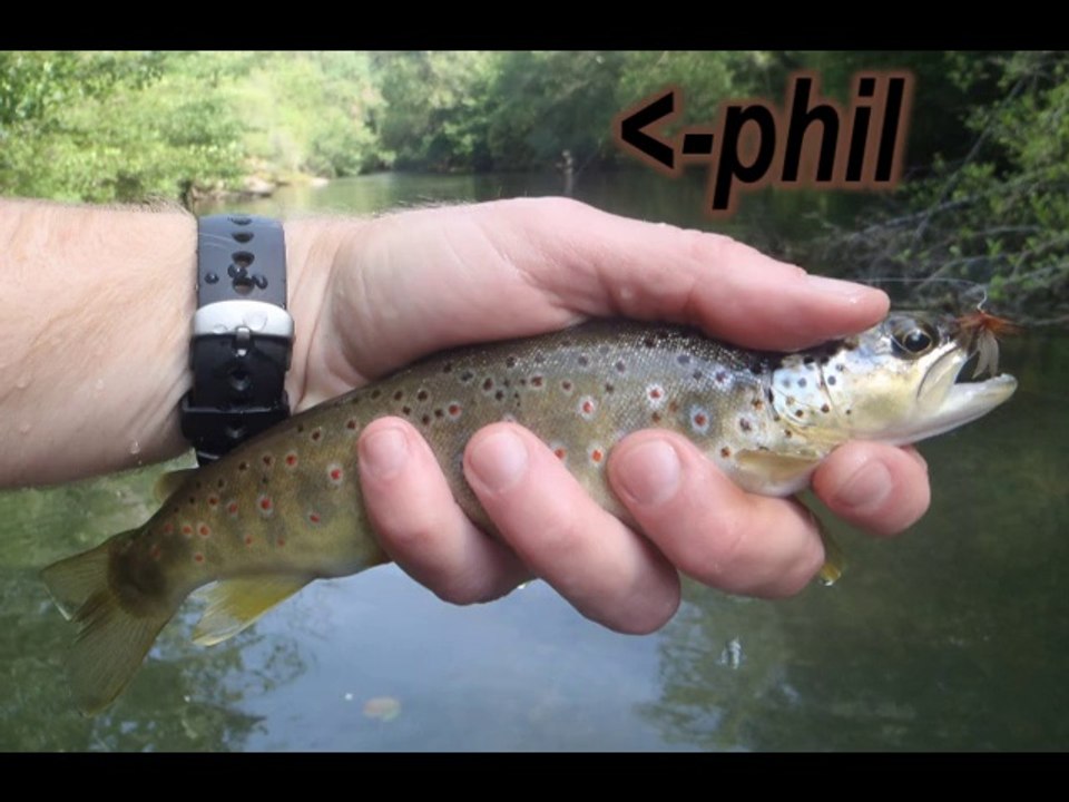 Orb juillet peche mouche a la truite