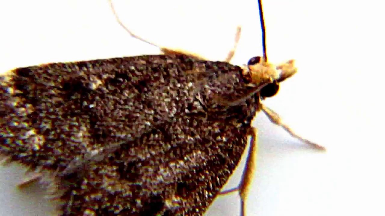 B52 STEALTH BOMBER SHAPED MOTH