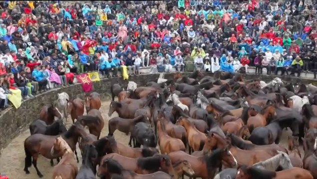 Rapa das Bestas, una tradición de siglos que enfrenta a hombres y caballos salvajes