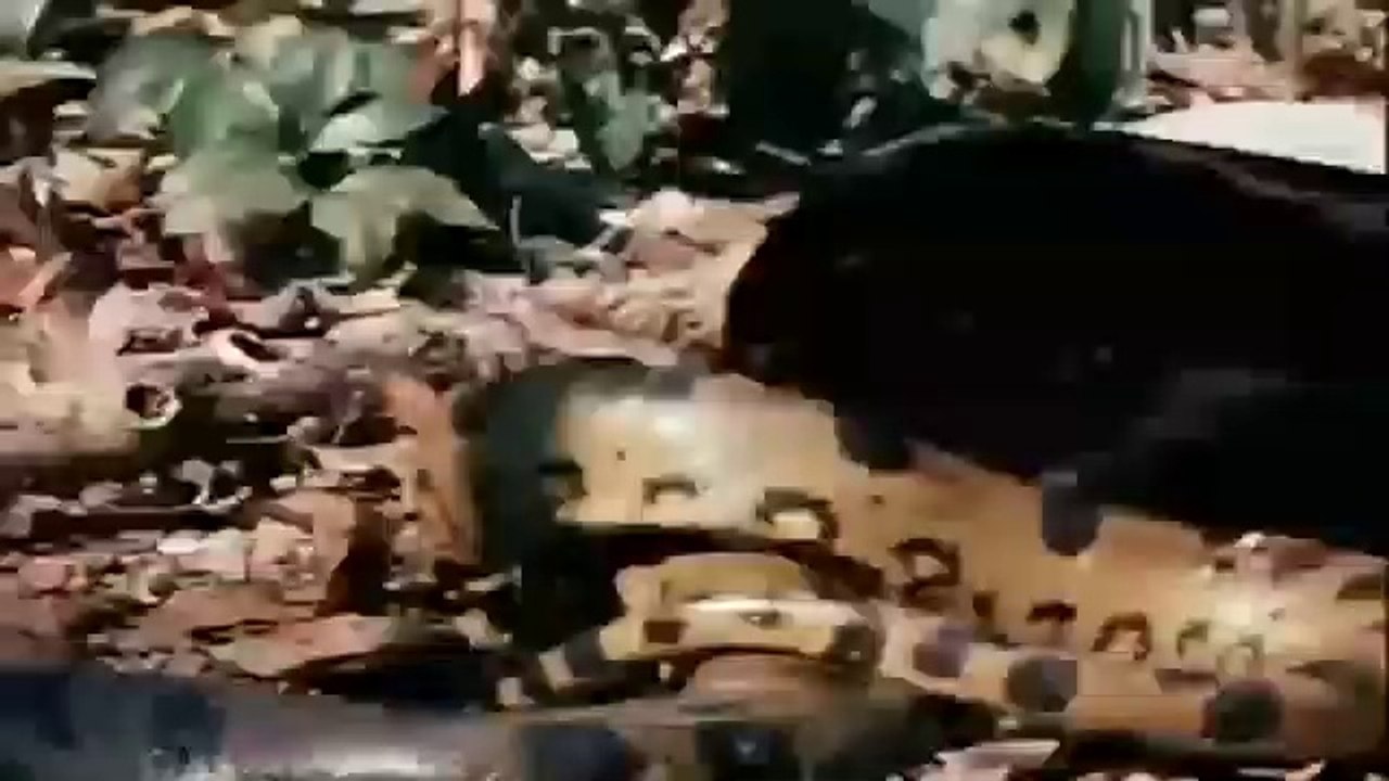 Anaconda vs Jaguar
Badly Beaten ANACONDA 