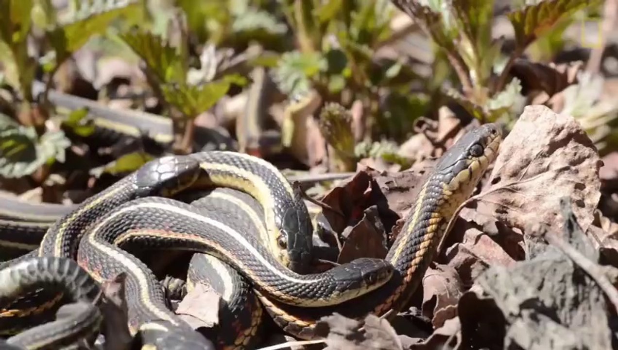 If You're Scared of Snakes, Don't Watch This