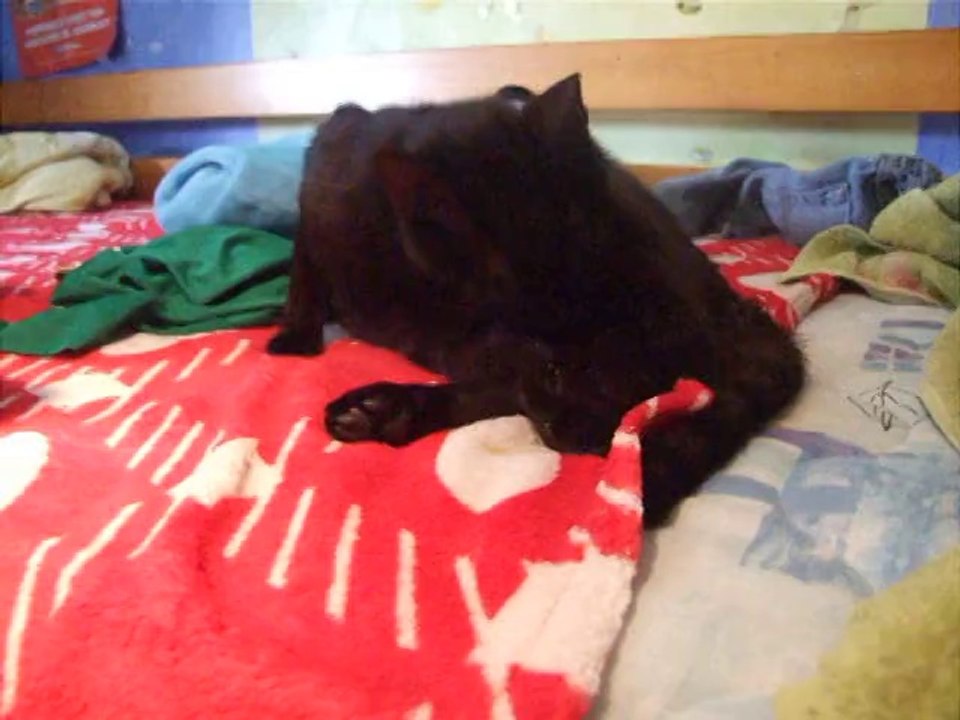naissance 1er chaton Irony 12h30