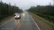 Moose on icy road