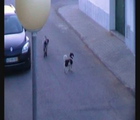 APANHADOS NO ALENTEJO