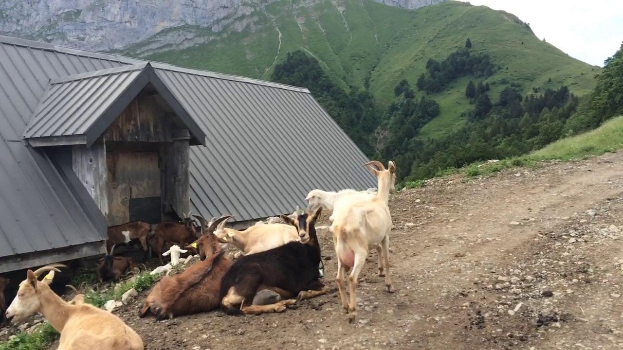 CHEVRERIE MASSIF DES BAUGES CHEVRES COL DE CHEREL