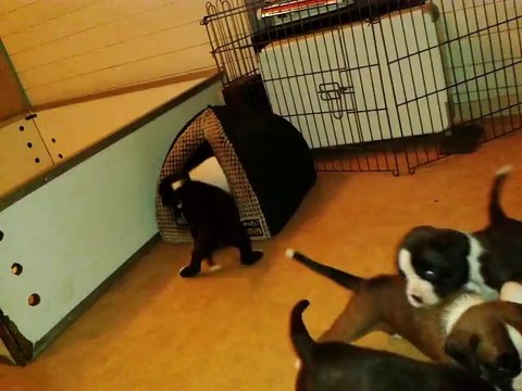 chiots boxer 28 jours