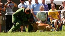 Be Aware Black Betty @ 50-Jahre Militärhundezentrum Kaisersteinbruch