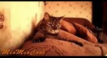 Funny Videos _ Funny Cats Fails _ Funny Vines Videos _ Cool Cute Funny Videos #6