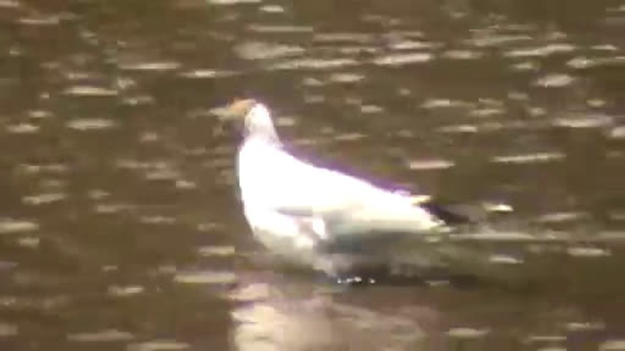 Mouette rieuse 2