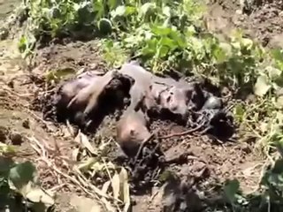 شاهد .. انفجار بإحدى المزارع بمركز إبشواى في الفيوم