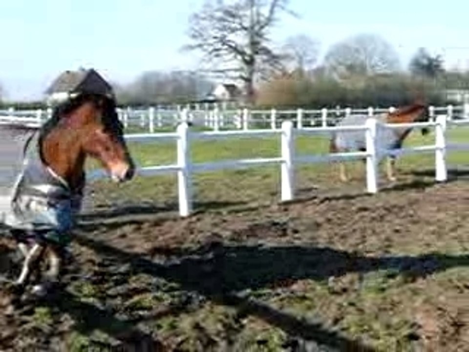 guepe au paddock
