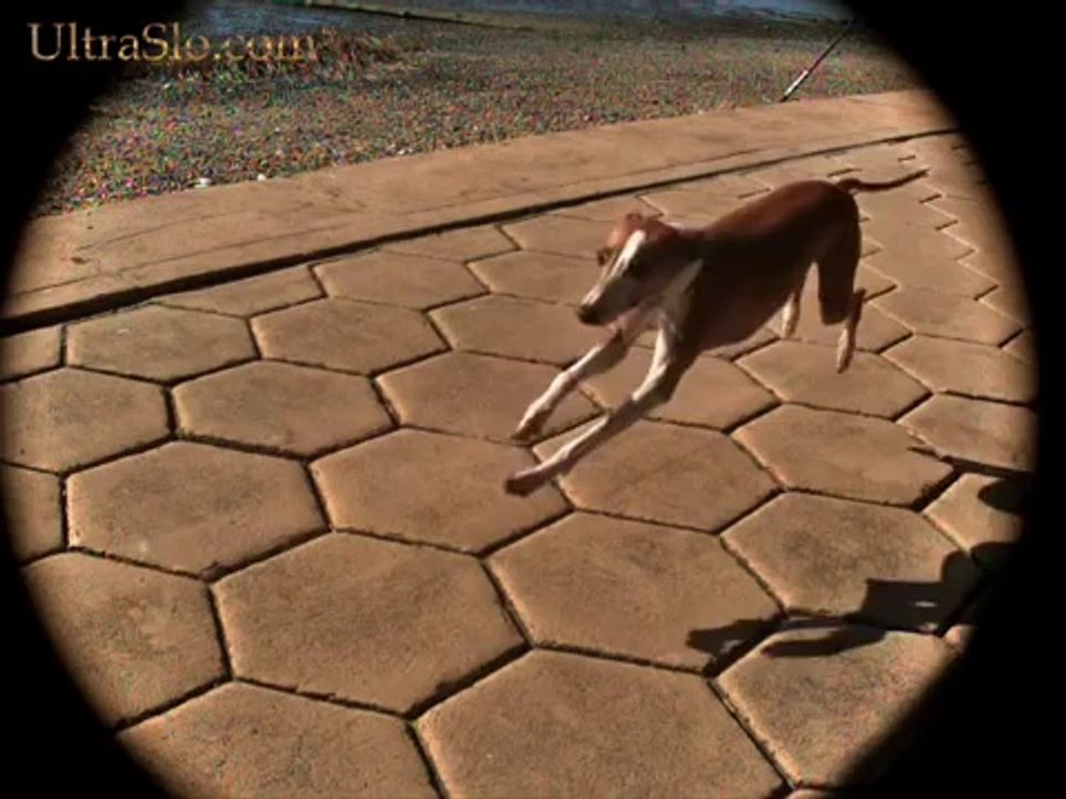 Italian Greyhound running in UltraSlo motion