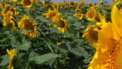 Ayçiçek Üretimi -Sıvı yağ  hammaddesi :Ayçiçeği