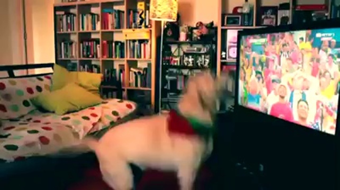 Dog excited for a World Cup gooal