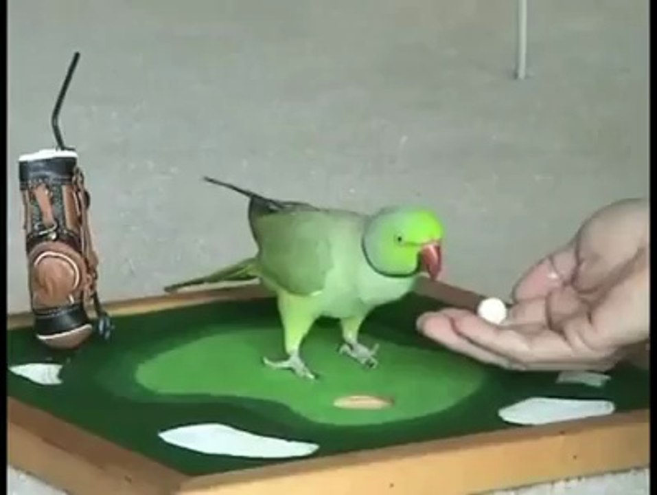 Bird That Does the Most Amazing Things Ever