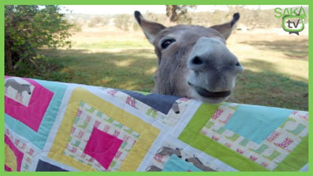 Kocasına İbretlik Eşşek Şakası Yaptı