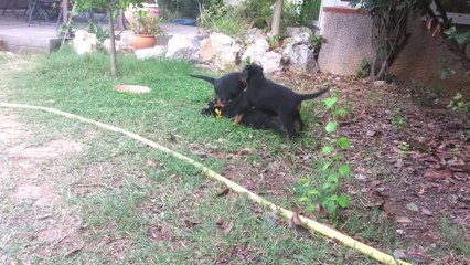 6 semaines jaune rose fushia