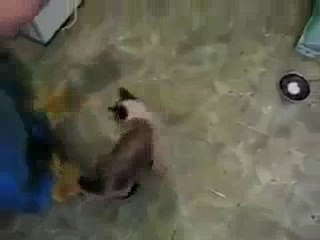 emilio ferrari entertainment 7-Cat_Climbing_On_Wall_Via_Laser_Light(whatsappvideo.net)