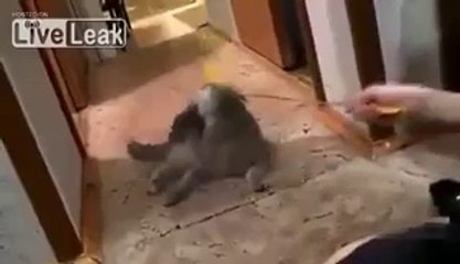 Cat Hears Doorbell Stands Up Like A Human
