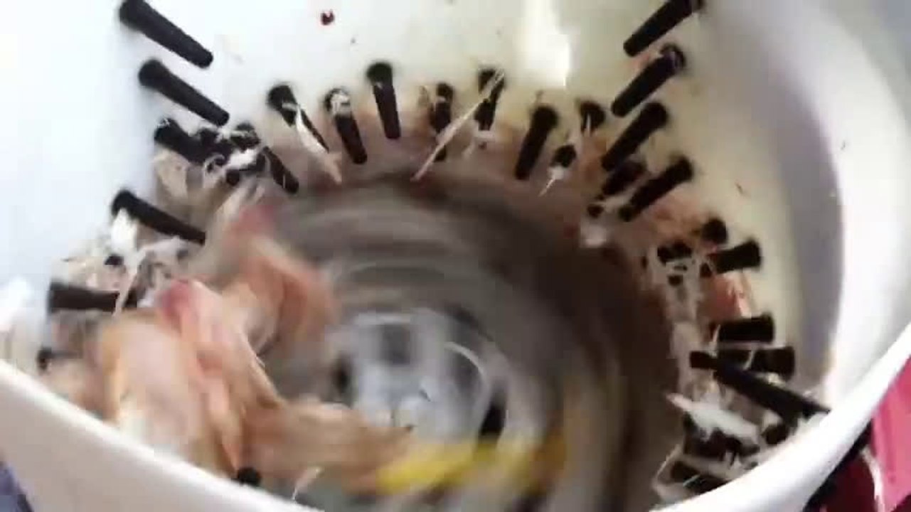 easily remove chiken feather