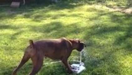 Puppy dog loves her new water fountain