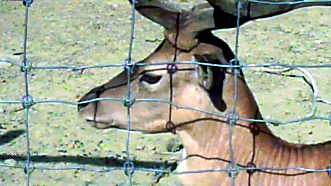DEER NATURE