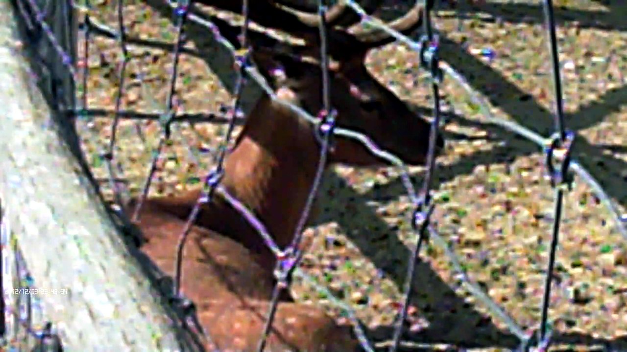 Deer (1)
