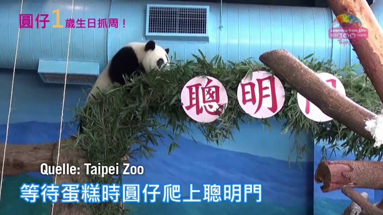 Knuddel-Panda feiert ersten Geburtstag