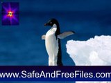 Download Penguin Free Screensaver 1.0 Activation Number Generator Free