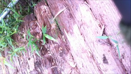 厚木　サバゲー場　2014　7/6  定例会　初動画