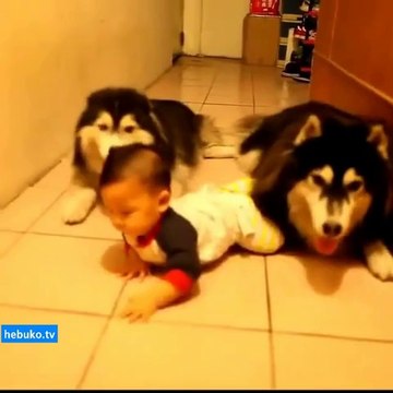 sibirya kurtları bebeği taklit ederse... inanılmaz sevimli!