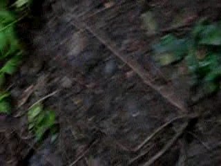 singe voleur aux couilles bleue