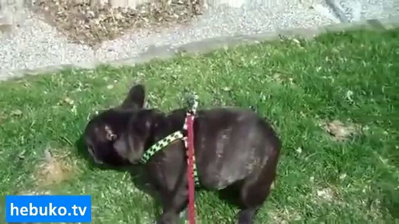 kendi gazından korkan tırsık köpek :)))