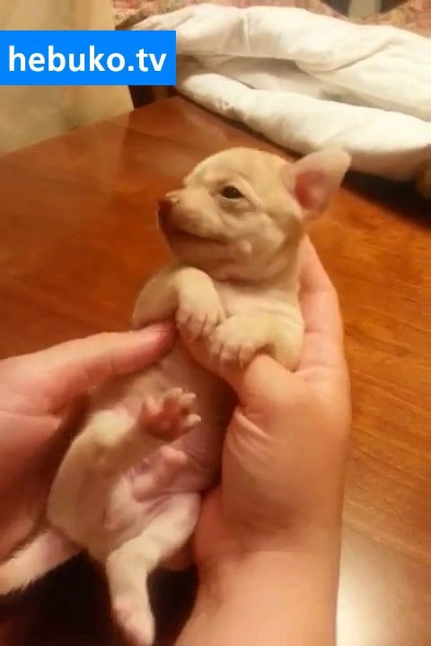 gıdıklanıp kahkaha atan köpek.. çok tatlı yaaa :)