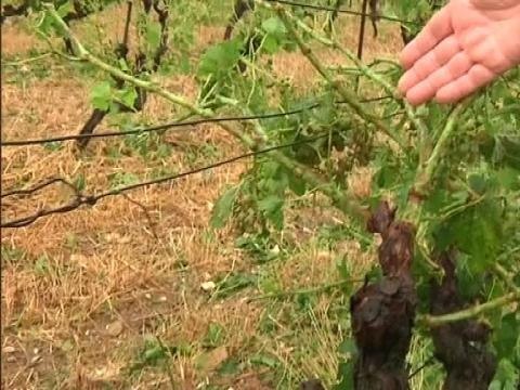 Les cépages du Minervois ravagés par les orages - 07/07