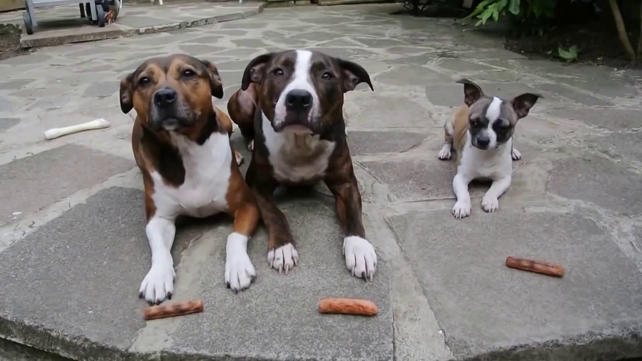 3 Dogs 3 Sausages